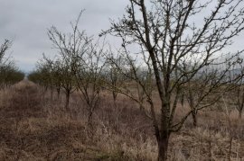 	SHITET TOKË ARË NË HYRJE TË KORÇËS, Agrare