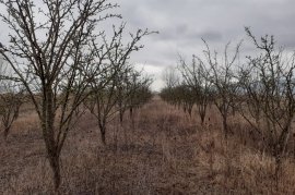 	SHITET TOKË ARË NË HYRJE TË KORÇËS, Agrare