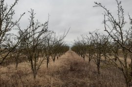 	SHITET TOKË ARË NË HYRJE TË KORÇËS, Agrare