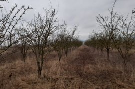 	SHITET TOKË ARË NË HYRJE TË KORÇËS, Agrare