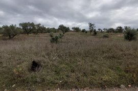 SHITET TOKË ULLISHTE NË ZHAMË SEKTOR, LUSHNJE, Agrare